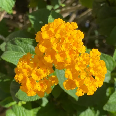 A Casa Di Alfredo Depandance In Вилла