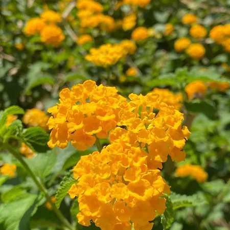 Villa A Casa Di Alfredo Depandance In *