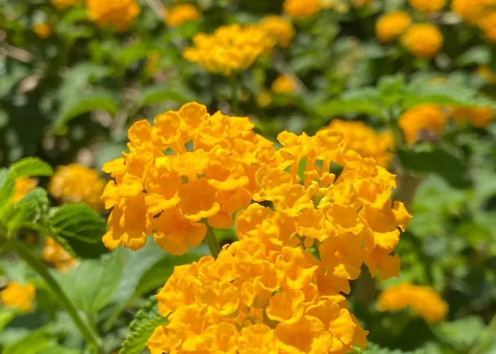 ヴィラ A Casa Di Alfredo Depandance In *